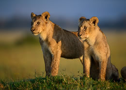 Masai Mara Lion Cubs